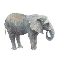 Elephant illustration. Watercolor animal isolated on white background.