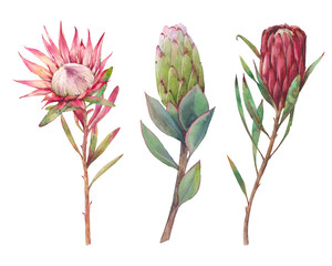 Watercolor protea flowers. Set of hand painted exotic natural elements isolated on white background. Botanical clip art