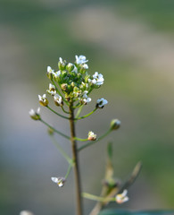 Capsella bursa-pastoris blooms in nature