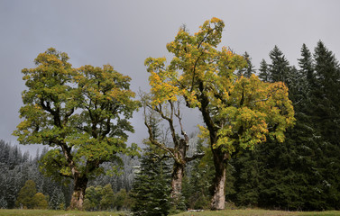 Herbstliche Ahornbäume im Karwendel
