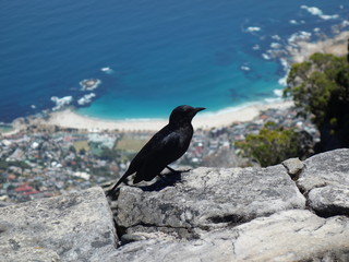 Black bird