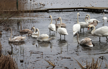 A flock of swans resting near the shore