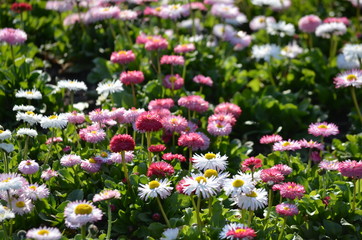 Side view of large group of Daisies or Bellis perennis white and pink flowers in direct sunlight, in a sunny spring garden, beautiful outdoor floral background
