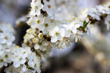 Obraz premium Cherry plum branches with white flowers and young leaves, spring concept.