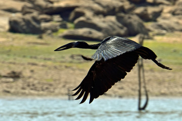Opend-Billed Stork