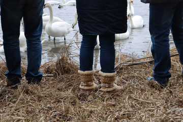 People stand near the water with swans. Woman in warm shoes with patterns and a man near the shore of the lake with swans