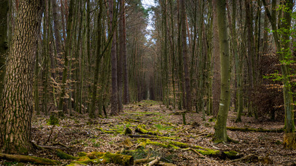 Lost road in the forest