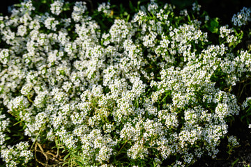 Many white flowers of Lobularia maritima, commonly known as sweet alyssum or sweet alison, in a garden in a sunny spring day, beautiful outdoor floral background
