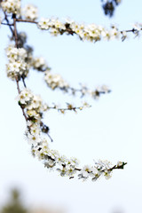 Cherry plum branches with white flowers and young leaves, spring concept.