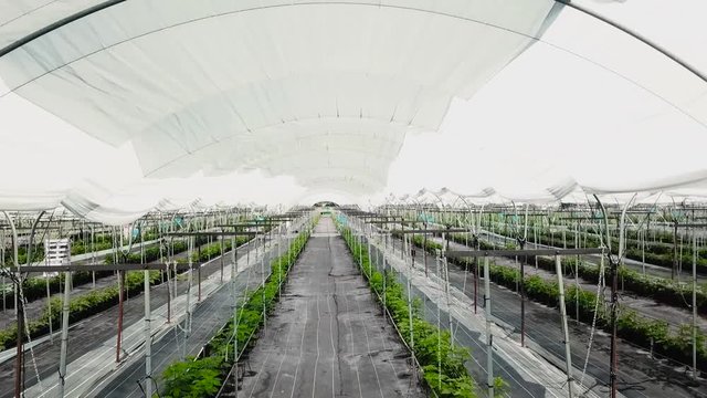 INVERNADERO INTERIOR