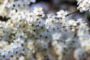 Cherry plum branches with white flowers and young leaves, spring concept.