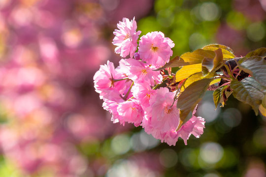 sakura close up in the morning. beautiful springtime background in the garden