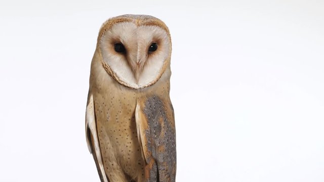 Schleiereule, Tyto alba, verdreht den Kopf in alle Richtungen, Studioaufnahme vor wei&szlig;em Hintergrund, 50fps