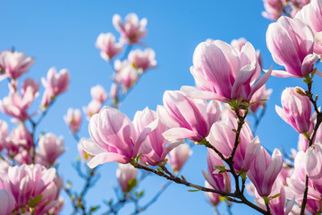 magnolia on the blue sky background in the morning. beautiful springtime scenery in the garden