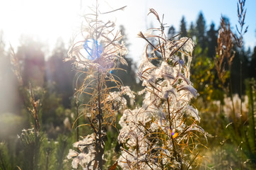 Fluffy fireweed ivan tea in autumn. Blooming faded willowherb wildflowers in the meadow.