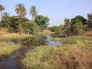Afryka krajobraz lilie wodne rozlewiska wodne palmy  © Magdalena