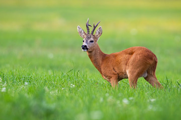 Old roe deer, capreolus capreolus, buck with dark antlers looking aside in summer nature. Curious wild mammal in rutting season standing on a meadow with green grass and wildflowers.
