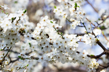 Cherry plum branches with white flowers and young leaves, spring concept.