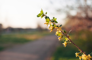 spring yellow flowering of currant berries