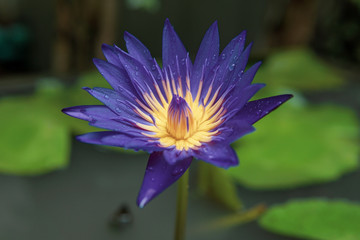 Beautiful waterlily in the pond