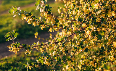 spring yellow flowering of currant berries