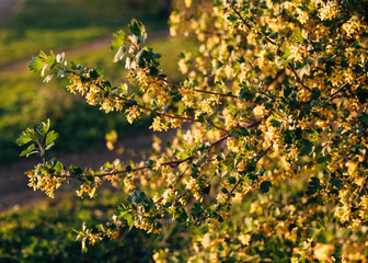 spring yellow flowering of currant berries