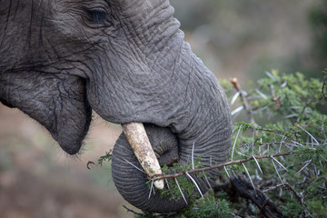 an African elephant using its tusk to feed