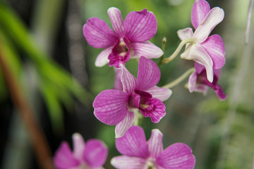 Fototapeta na wymiar Pink orchid in the garden