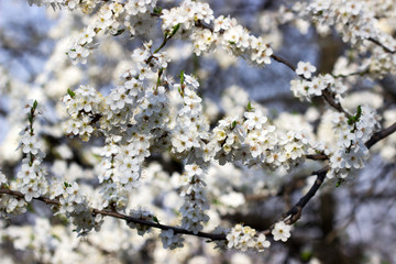 Cherry plum branches with white flowers and young leaves, spring concept.