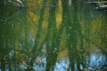 Swamp with green water and some foliage