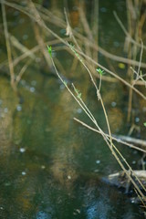 Swamp with green water and some foliage