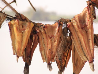 Suszone ryby Afryka zachodnia Gambia 