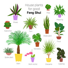 Colorful set of various potted houseplants for good feng shui. Succulents, evergreen plants in planters. Flat style vector illustration.