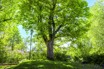 Fototapeta na wymiar The sun shining through a majestic green oak tree