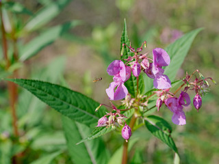 Blühendes Drüsiges Springkraut,Impatiens glandulifera