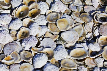 Muschelstrand © Peter