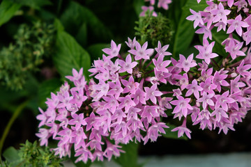 Obraz premium Little pink flowers