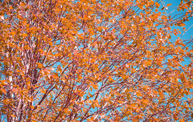 Orange and yellow leaves on the pegs of a tree. Golden autumn leaves against the blue sky. Sunny clear day. Fall concept. Copy space. Place for text.
