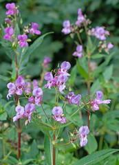 Blühendes Drüsiges Springkraut,Impatiens glandulifera