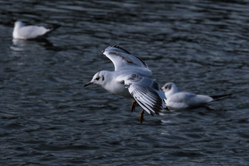 Black-headed Gull (Chroicocephalus ridibundus), Belfast Waterworks, Northern Ireland, UK