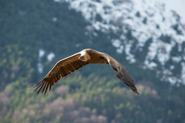 Image of a flying griffon vulture.