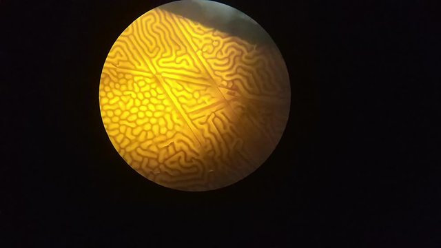 Magnetic domain under microscope magnification. Micro chip domain walls structure close up. Science, nanotechnology, research, physics and electronics concept. magnetic field effect