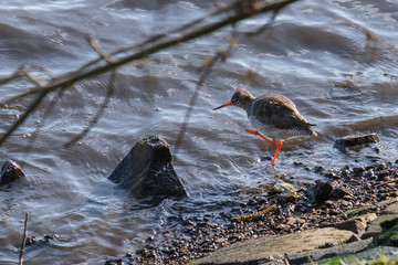 Common Redshank (Tringa totanus), River Lagan, Belfast, UK
