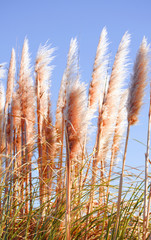 Fototapeta premium Cortaderia selloana commonly known as Pampas Grass. Ears of dry grass are tinted in warm autumn colors. Blue sky. Sunny day. Fall natural concept. Selective focus. Copy space.