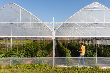 Woman working on digital tablet in greenhouse