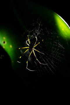 Spider in a national park in Costa Rica, during a night walk.