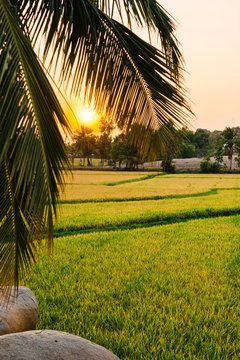 Pattern path betwen green rice farm at sunet