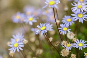 Blue Felicia (Daisy) in Bloom
