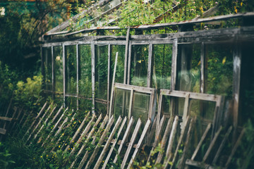 View with a shallow depth of field of an abandoned glass greenhouse overgrown inside with weeds and nettles and a rickety wooden fence in front