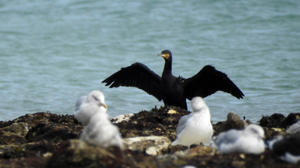 Cormorant on the beach